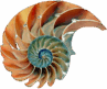 nautilus